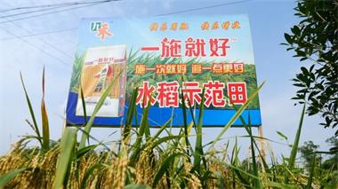 瀘天化九禾公司“一施就好”專用復(fù)合肥水稻試驗示范喜獲豐收